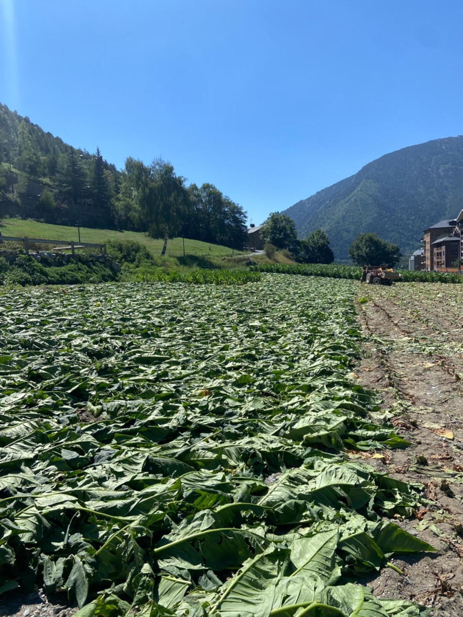 Giberga Appartement La Massana